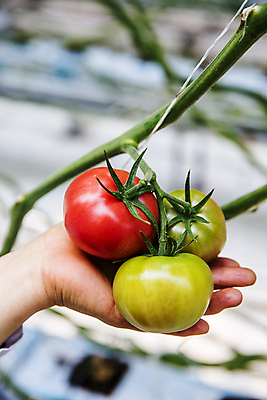 포토 JPG 손 토마토 식재료 실내 들기 아웃포커스 신체부위 전라북도 특산물 보여주기 잎줄기 완주군 국내포토 줄기 채소 모션 촬영기법 사람 내부 전라도 파일형식