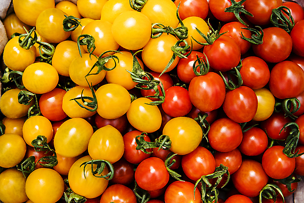 포토 JPG 토마토 식재료 방울토마토 실내 사람없음 전라북도 가득함 특산물 완주군 국내포토 채소 내부 전라도 파일형식