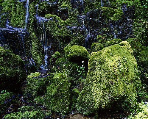 포토 JPG 주간 물줄기 이끼 풍경 사람없음 야외 폭포 흐름 바위 풀 국내포토 자연요소 식물 컨셉 자연 물 돌_바위 파일형식