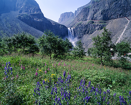 포토 JPG 주간 나무 산 풍경 초원 사람없음 야외 폭포 들꽃 풀 산속 국내포토 자연요소 식물 꽃 자연 파일형식