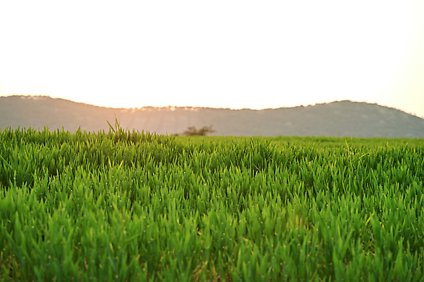 포토 JPG 주간 하늘 산 풍경 사람없음 야외 햇빛 전라북도 보리밭 고창 청보리 청보리밭 국내포토 자연요소 밭 태양 전라도 보리 파일형식