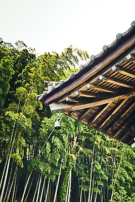 포토 JPG 주간 로우앵글 불교 하늘 풍경 사람없음 야외 사찰 전라북도 대나무 일본건축 대나무숲 군산 지붕처마 풍경종 국내포토 자연요소 나무 종교 뷰포인트 종교건축 지붕 일본 동양건축 종 숲 전라도 처마 파일형식