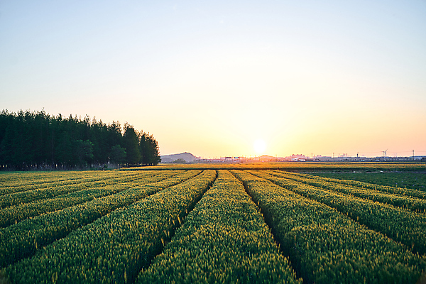포토 JPG 주간 나무 하늘 풍경 사람없음 야외 햇빛 태양 노을 일몰 전라북도 보리밭 군산 청보리 청보리밭 국내포토 자연요소 식물 밭 전라도 보리 파일형식