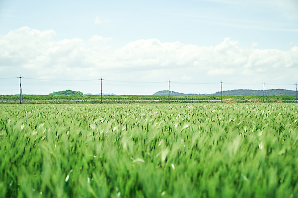 포토 JPG 주간 구름 하늘 사람없음 야외 가을풍경 맑음 가을 소프트포커스 전라북도 전봇대 보리밭 군산 산들바람 청보리 청보리밭 국내포토 자연요소 계절 공공시설 밭 바람 날씨 촬영기법 풍경 전라도 보리 파일형식 가을_계절