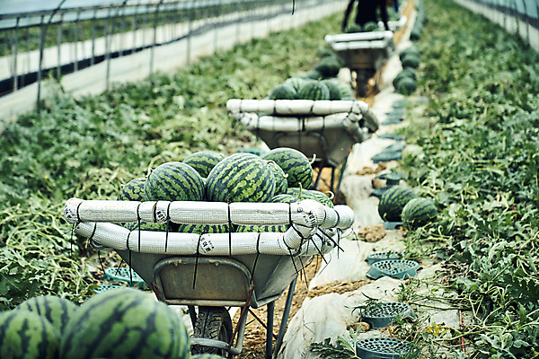 포토 JPG 주간 수박 실내 풍경 사람없음 아웃포커스 여름 농사 수확 운반 과수원 전라북도 담기 일렬 비닐하우스 고창 수박밭 수확철 외발수레 국내포토 자연요소 계절 밭 농업 과일 모션 촬영기법 내부 수레 전라도 파일형식