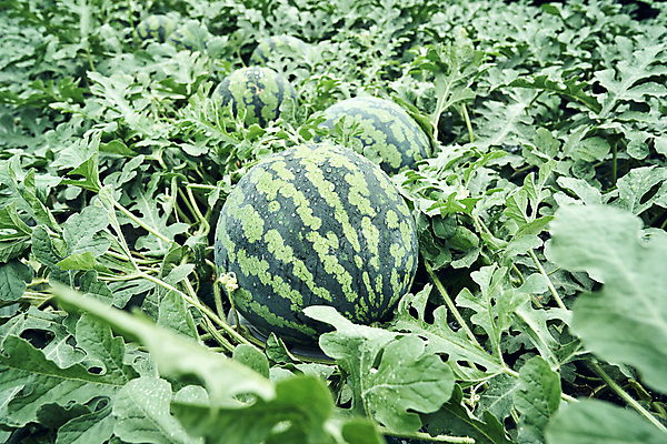 포토 JPG 주간 수박 실내 풍경 사람없음 여름 농사 소프트포커스 과수원 전라북도 고창 수박밭 국내포토 자연요소 계절 밭 농업 과일 촬영기법 내부 전라도 파일형식