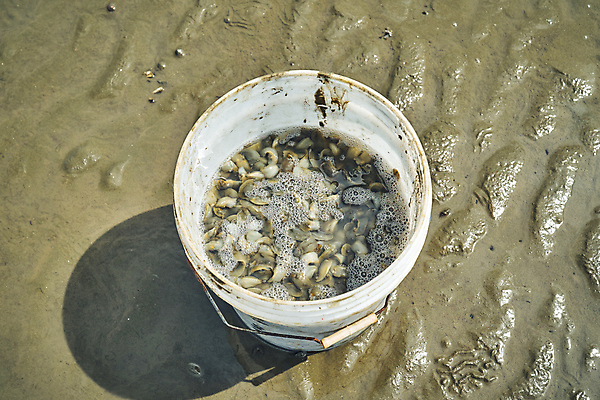 포토 JPG 주간 그림자 풍경 사람없음 야외 전라북도 양동이 해산물 담기 물거품 갯벌 고창 조개잡이 국내포토 자연요소 모션 어업 거품 전라도 파일형식