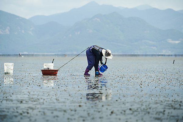 포토 JPG 주간 전신 남자 작업복 허리숙이기 한명 들기 풍경 야외 옆모습 반사 한국인 전라북도 양동이 갯벌 고무대야 고창 조개잡이 남자한명만 국내포토 자연요소 1 옷 뷰포인트 모션 숙이기 어업 사람 동양인 전라도 대야 남자만 파일형식