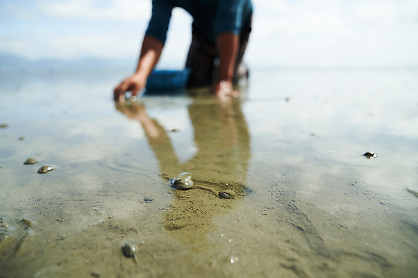 포토 JPG 주간 남자 조개 한명 풍경 상반신 야외 옆모습 아웃포커스 한국인 잡기 무릎꿇기 전라북도 썰물 진흙 갯벌 고창 조개잡이 남자한명만 국내포토 자연요소 1 바다 뷰포인트 모션 어패류 촬영기법 어업 사람 동양인 전라도 남자만 파일형식