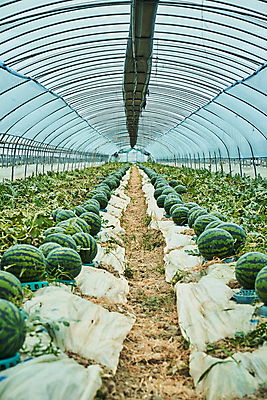 포토 JPG 주간 길 수박 실내 풍경 사람없음 농사 수확 과수원 전라북도 비닐하우스 고창 수박밭 수확철 국내포토 자연요소 밭 농업 과일 내부 전라도 파일형식