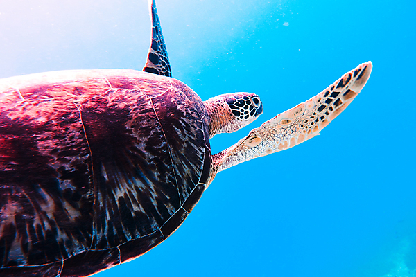 포토 JPG 한마리 바다 자연 사람없음 바닷속 수영 수중동물 바다거북 수중사진 국내포토 동물 1 수중 수상스포츠 거북이 생태계 파일형식