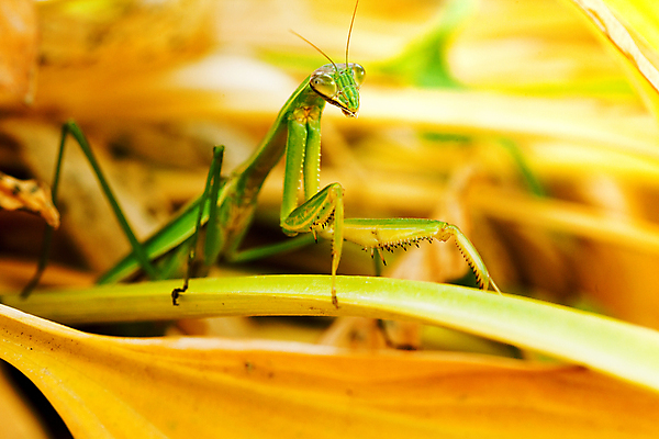 포토 JPG 주간 한마리 곤충 낙엽 근접촬영 사람없음 야외 아웃포커스 사마귀 국내포토 자연요소 동물 1 뷰포인트 잎 촬영기법 파일형식
