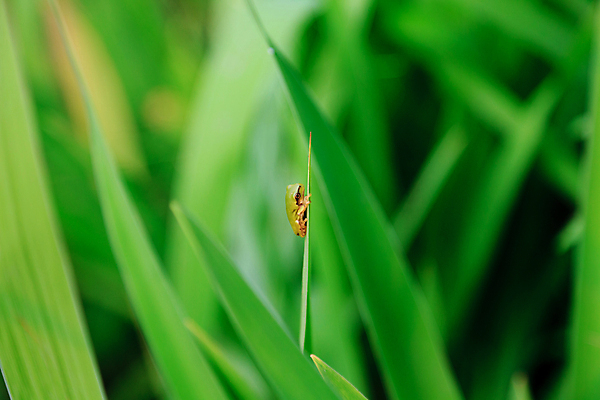 포토 JPG 주간 한마리 자연 매달리기 양서류 사람없음 야외 아웃포커스 풀 작음 청개구리 국내포토 자연요소 식물 동물 1 모션 촬영기법 개구리 크기 생태계 파일형식