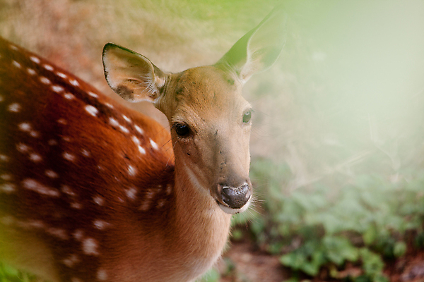포토 JPG 주간 한마리 자연 사슴 사람없음 야외 아웃포커스 소프트포커스 숲 꽃사슴 국내포토 자연요소 1 포유류 촬영기법 생태계 파일형식