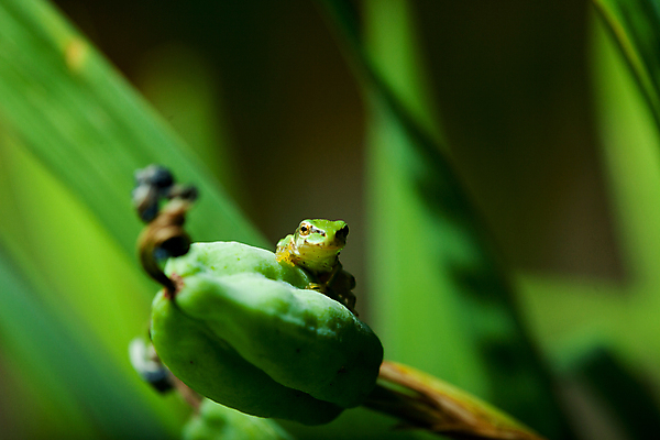 포토 JPG 주간 자연 매달리기 양서류 사람없음 야외 아웃포커스 풀 소프트포커스 작음 청개구리 국내포토 자연요소 식물 동물 모션 촬영기법 개구리 크기 생태계 파일형식