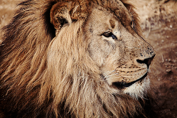 포토 JPG 주간 한마리 포유류 사람없음 야외 사자 육식동물 숫사자 국내포토 자연요소 동물 1 수컷 파일형식