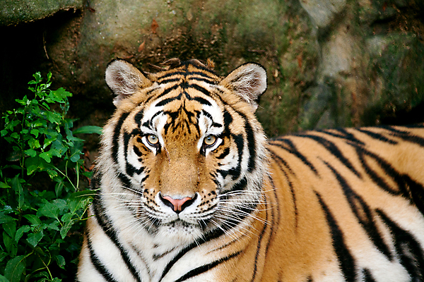 포토 JPG 주간 한마리 응시 포유류 사람없음 야외 돌_바위 풀 호랑이 육식동물 국내포토 자연요소 식물 동물 1 시선 파일형식