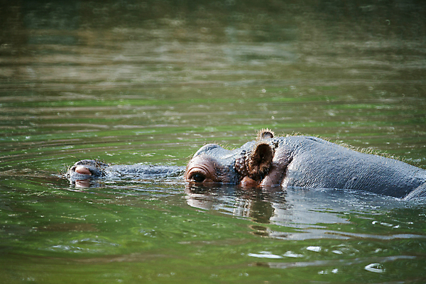 포토 JPG 주간 한마리 초식동물 사람없음 야외 물 잠수 하마 잔물결 국내포토 자연요소 동물 1 물결 포유류 파일형식