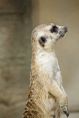 포토 JPG 주간 한마리 서기 사람없음 야외 경계 감시 미어캣 보초 일어나기 국내포토 자연요소 1 모션 파일형식