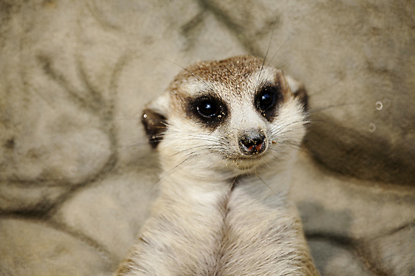 포토 JPG 주간 한마리 응시 서기 사람없음 야외 아웃포커스 경계 감시 미어캣 보초 국내포토 자연요소 1 시선 모션 촬영기법 파일형식