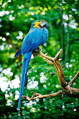 포토 JPG 주간 한마리 앉기 사람없음 야외 아웃포커스 나뭇가지 앵무새 국내포토 자연요소 나무 1 모션 조류 촬영기법 파일형식