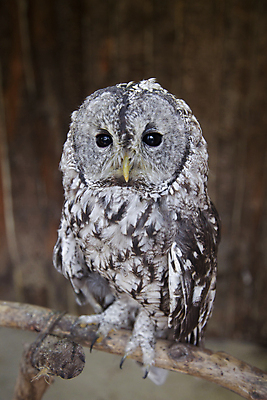 포토 JPG 주간 한마리 야생동물 앉기 사람없음 야외 나뭇가지 올빼미 야행성 국내포토 자연요소 나무 동물 1 모션 조류 파일형식