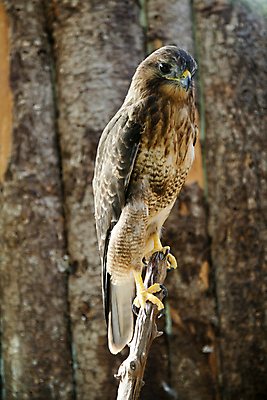 포토 JPG 주간 한마리 앉기 사람없음 야외 나뭇가지 독수리 맹금류 움켜쥠 국내포토 자연요소 나무 1 모션 조류 파일형식