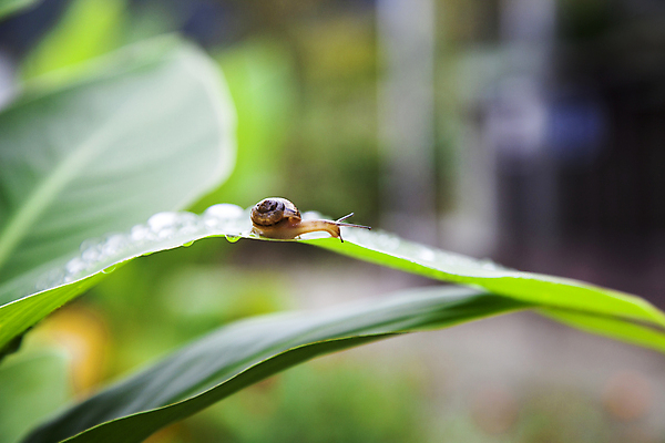 포토 JPG 주간 한마리 사람없음 야외 아웃포커스 물방울 풀잎 비 작음 달팽이 기어가기 국내포토 자연요소 1 잎 모션 날씨 연체동물 촬영기법 풀_식물 크기 파일형식