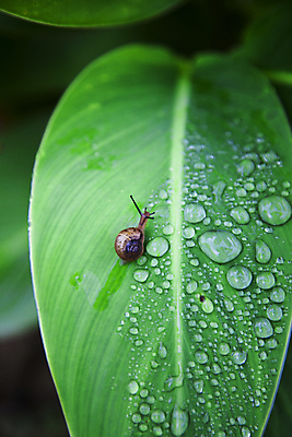포토 JPG 주간 한마리 사람없음 야외 아웃포커스 물방울 풀잎 작음 달팽이 기어가기 국내포토 자연요소 1 잎 모션 연체동물 촬영기법 풀_식물 크기 파일형식