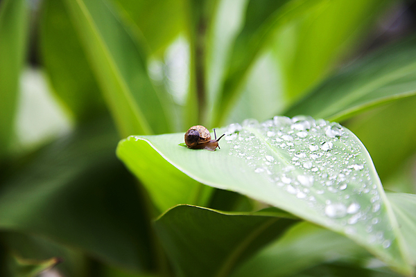 포토 JPG 주간 한마리 사람없음 야외 아웃포커스 물방울 풀잎 작음 달팽이 기어가기 국내포토 자연요소 1 잎 모션 연체동물 촬영기법 풀_식물 크기 파일형식