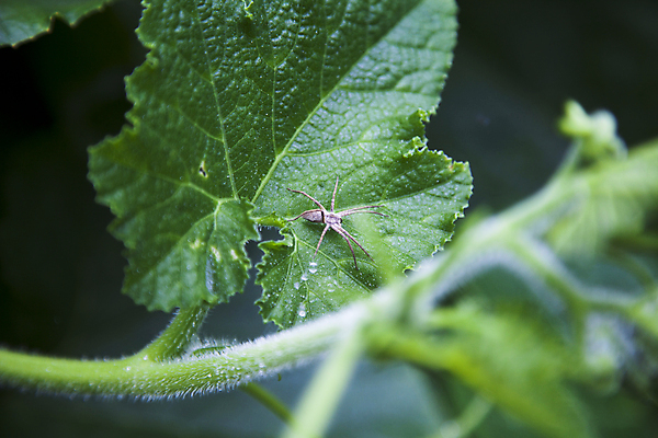포토 JPG 주간 한마리 사람없음 야외 풀잎 소프트포커스 작음 거미 기어가기 잎줄기 국내포토 자연요소 1 줄기 곤충 잎 모션 촬영기법 풀_식물 크기 파일형식