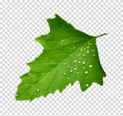 편집 편집이미지 나뭇잎 누끼 사람없음 물방울 빗방울 PNG 편집소스 잎 비_날씨 파일형식