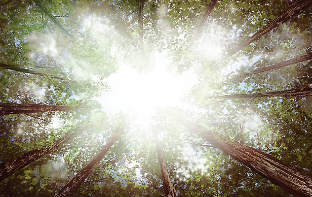 PSD 나무 로우앵글 잎 일러스트 자연 휴식 풍경 사람없음 초록색 빛 숲속 숲 힐링 자연백그라운드 국내일러스트 식물 뷰포인트 컬러 백그라운드 컨셉 생태계 파일형식