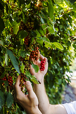 포토 JPG 주간 손 열매 잎 야외 아웃포커스 신체부위 만지기 수확 약재 잡기 전라북도 무주 오미자 국내포토 자연요소 식물 농업 모션 촬영기법 사람 약 전라도 파일형식