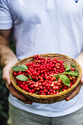 포토 JPG 주간 열매 남자 잎 나뭇잎 한명 들기 상반신 성인 사람없음 야외 앞모습 소쿠리 약재 전라북도 담기 무주 오미자 성인남자한명만 국내포토 자연요소 식물 1 뷰포인트 모션 사람 약 바구니 전라도 남자한명만 성인남자만 파일형식