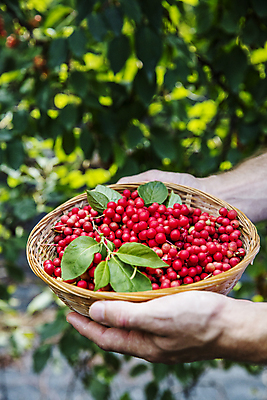 포토 JPG 주간 손 열매 나뭇잎 들기 야외 아웃포커스 신체부위 소쿠리 약재 전라북도 담기 무주 오미자 국내포토 자연요소 식물 잎 모션 촬영기법 사람 약 바구니 전라도 파일형식