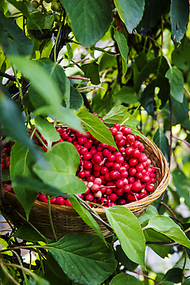 포토 JPG 주간 열매 나뭇잎 사람없음 야외 아웃포커스 소쿠리 약재 전라북도 담기 무주 오미자 국내포토 자연요소 식물 잎 모션 촬영기법 약 바구니 전라도 파일형식