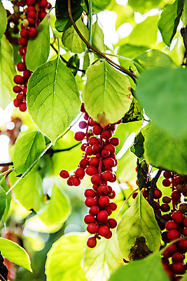 포토 JPG 주간 열매 줄기 잎 근접촬영 사람없음 야외 아웃포커스 약재 전라북도 무주 오미자 국내포토 자연요소 식물 뷰포인트 촬영기법 약 전라도 파일형식