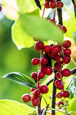 포토 JPG 주간 열매 잎 근접촬영 사람없음 야외 아웃포커스 약재 나뭇가지 소프트포커스 전라북도 무주 오미자 국내포토 자연요소 나무 식물 뷰포인트 촬영기법 약 전라도 파일형식