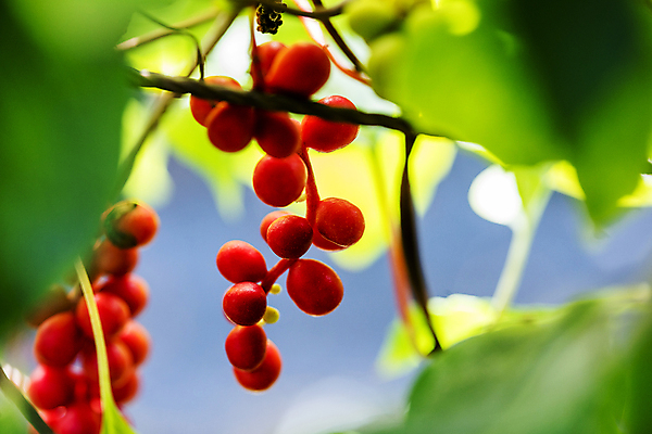 포토 JPG 주간 열매 근접촬영 사람없음 야외 아웃포커스 약재 소프트포커스 전라북도 무주 오미자 국내포토 자연요소 식물 뷰포인트 촬영기법 약 전라도 파일형식