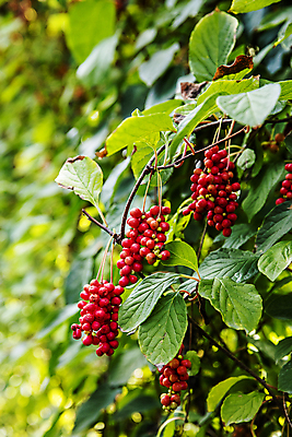 포토 JPG 주간 열매 잎 사람없음 야외 아웃포커스 약재 전라북도 무주 오미자 국내포토 자연요소 식물 촬영기법 약 전라도 파일형식