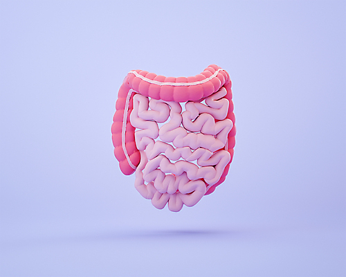 PSD 편집 편집이미지 분홍색 사람없음 3D소스 3D 모형 보라색 장기 디지털합성 대장 소장 편집소스 편집3D 컬러 신체 장기_의학 파일형식
