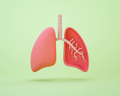 PSD 편집 편집이미지 분홍색 단면 사람없음 초록색 3D소스 3D 모형 허파 기관지 장기 디지털합성 편집소스 편집3D 컬러 신체 호흡기관 파일형식