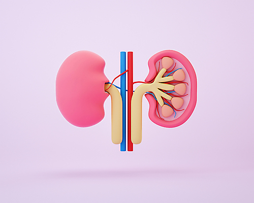 PSD 편집 편집이미지 분홍색 단면 사람없음 3D소스 3D 모형 신장 장기 디지털합성 혈관 동맥 정맥 편집소스 편집3D 컬러 신체 장기_의학 비뇨기관 파일형식