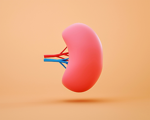 PSD 편집 편집이미지 사람없음 3D소스 3D 모형 주황색 장기 디지털합성 혈관 동맥 정맥 비장 편집소스 편집3D 컬러 신체 장기_의학 파일형식