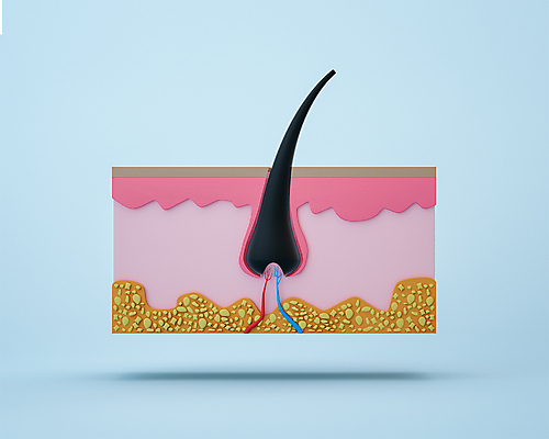 PSD 편집 편집이미지 분홍색 하늘색 사람없음 머리카락 3D소스 3D 모형 장기 디지털합성 단면도 두피 편집소스 모낭 편집3D 컬러 신체 단면 파란색 머리 파일형식