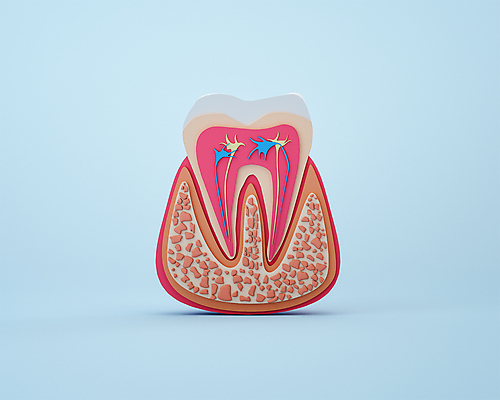 PSD 편집 편집이미지 하늘색 단면 사람없음 3D소스 3D 모형 치아 장기 디지털합성 단면도 신경 잇몸 편집소스 편집3D 신체 파란색 소화기관 파일형식