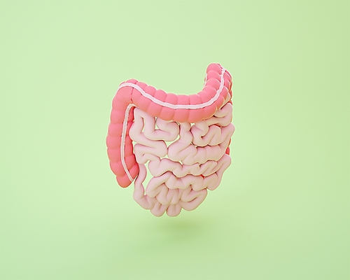 PSD 편집 편집이미지 분홍색 사람없음 초록색 3D소스 3D 모형 장기 디지털합성 대장 소장 편집소스 편집3D 컬러 신체 장기_의학 파일형식