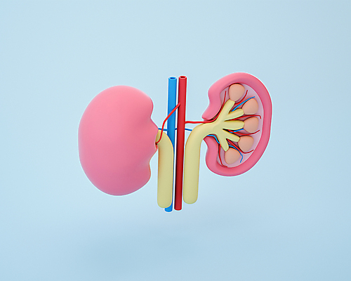 PSD 편집 편집이미지 사람없음 파란색 3D소스 3D 모형 신장 장기 디지털합성 혈관 단면도 동맥 정맥 편집소스 편집3D 컬러 신체 단면 장기_의학 비뇨기관 파일형식