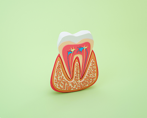 PSD 편집 편집이미지 사람없음 초록색 3D소스 3D 모형 치아 장기 디지털합성 단면도 신경 잇몸 편집소스 편집3D 컬러 신체 단면 소화기관 파일형식